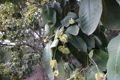 Terminalia alata